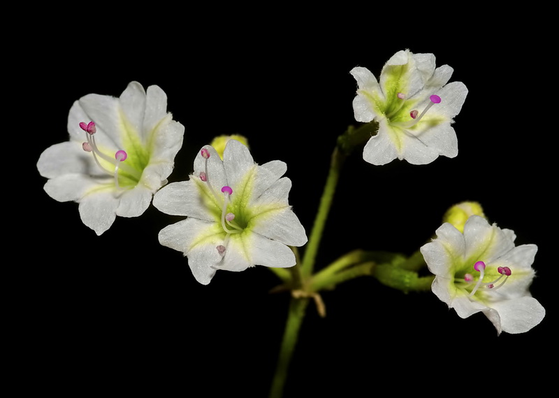 Commicarpus africanus.04
