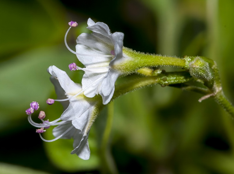 Commicarpus africanus.05