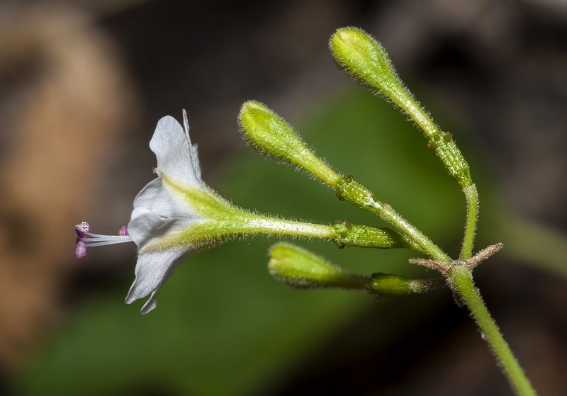 Commicarpus africanus.06