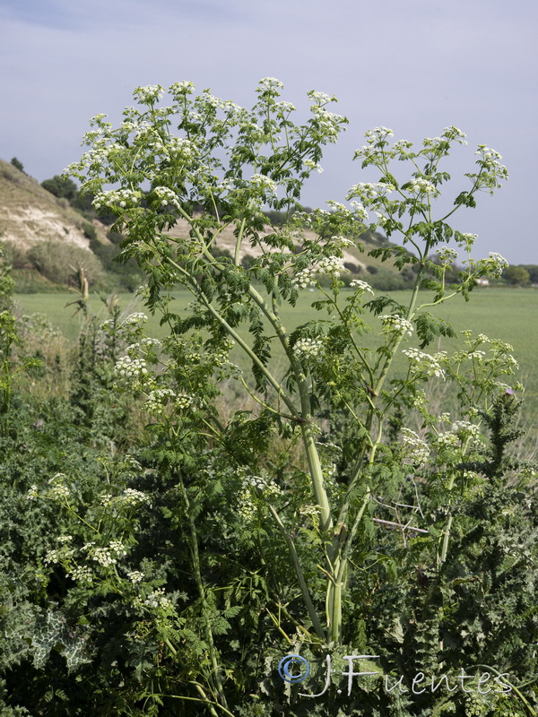 Conium maculatum.11