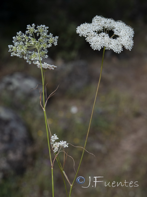 Conopodium marianum.01