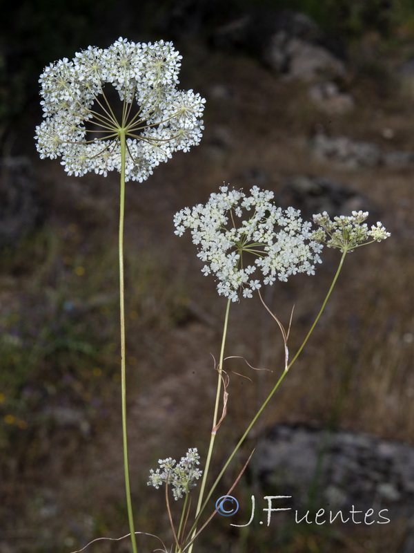 Conopodium marianum.02