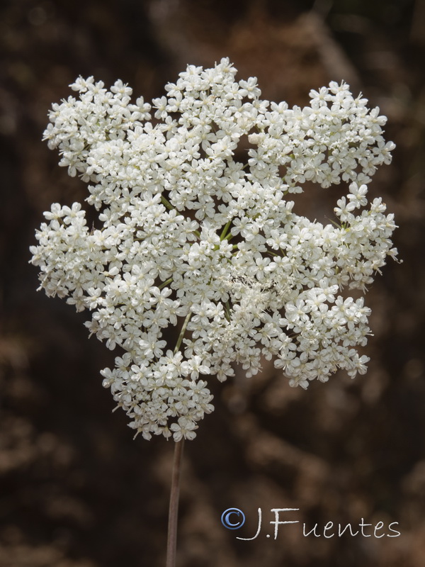 Conopodium marianum.04