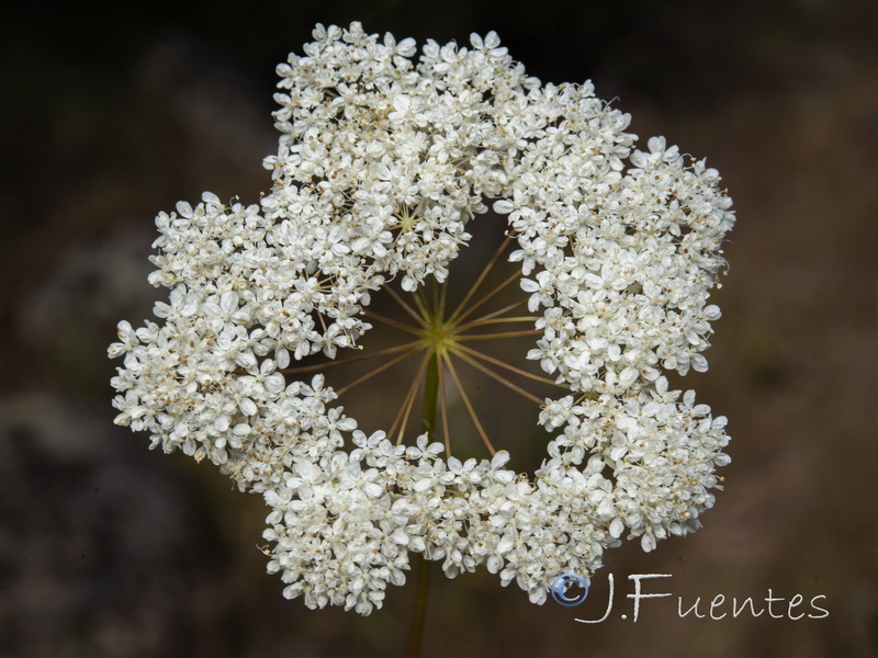 Conopodium marianum.05