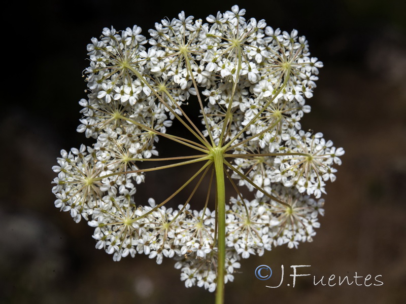 Conopodium marianum.06