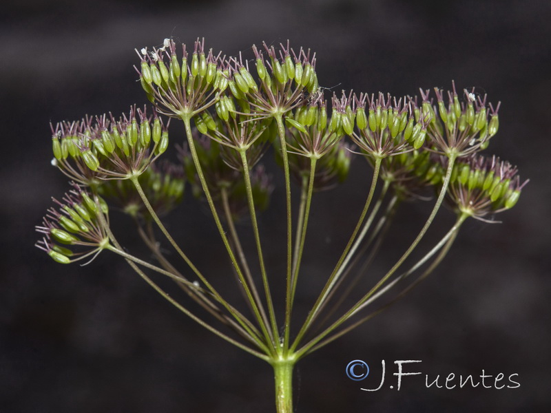 Conopodium marianum.08