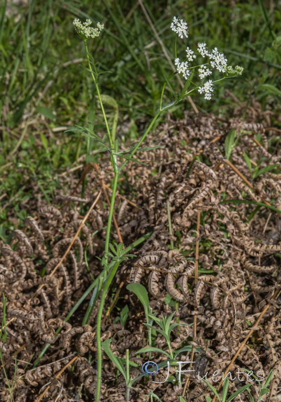 Conopodium pyrenaeum.02