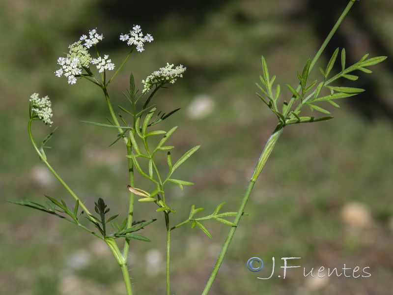 Conopodium pyrenaeum.04