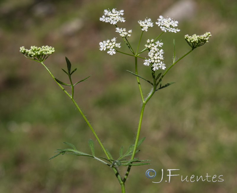 Conopodium pyrenaeum.05