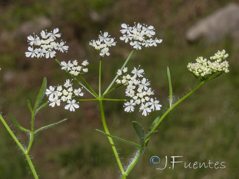 Conopodium pyrenaeum.06