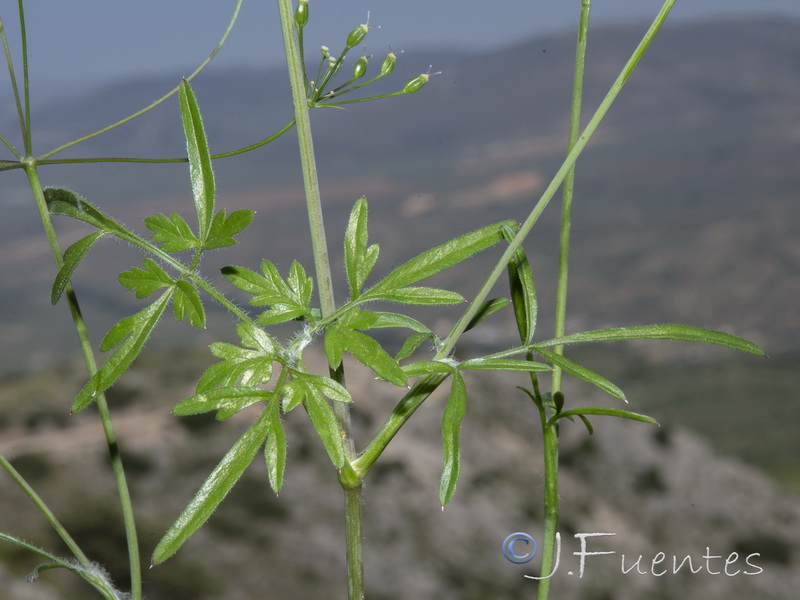 Conopodium pyrenaeum.03