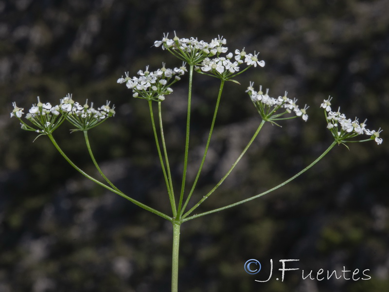 Conopodium pyrenaeum.11