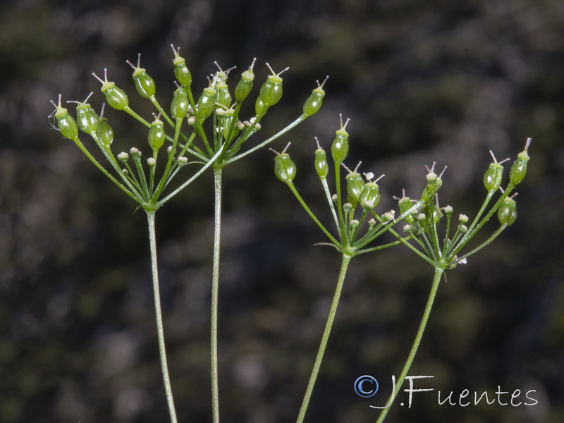 Conopodium pyrenaeum.12