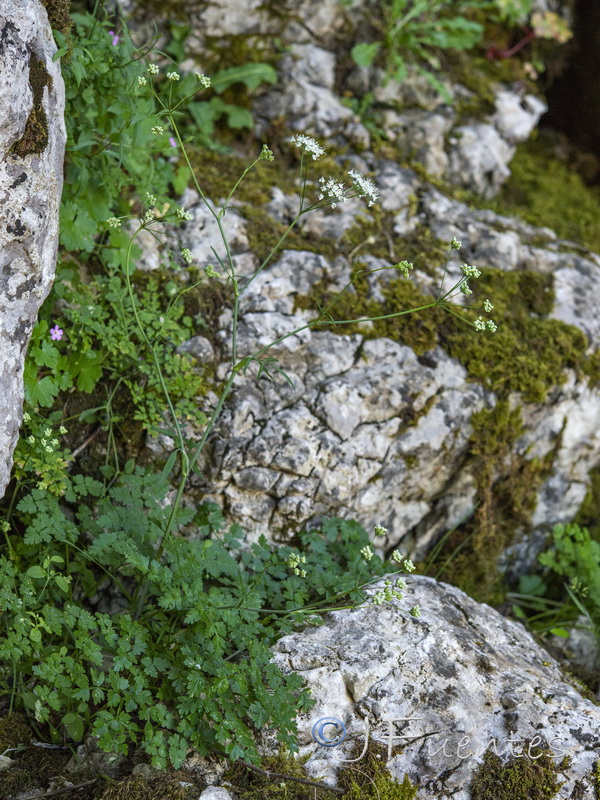 Conopodium thalictrifolium.01