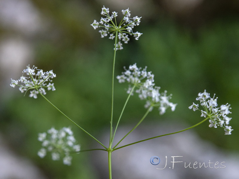 Conopodium thalictrifolium.03