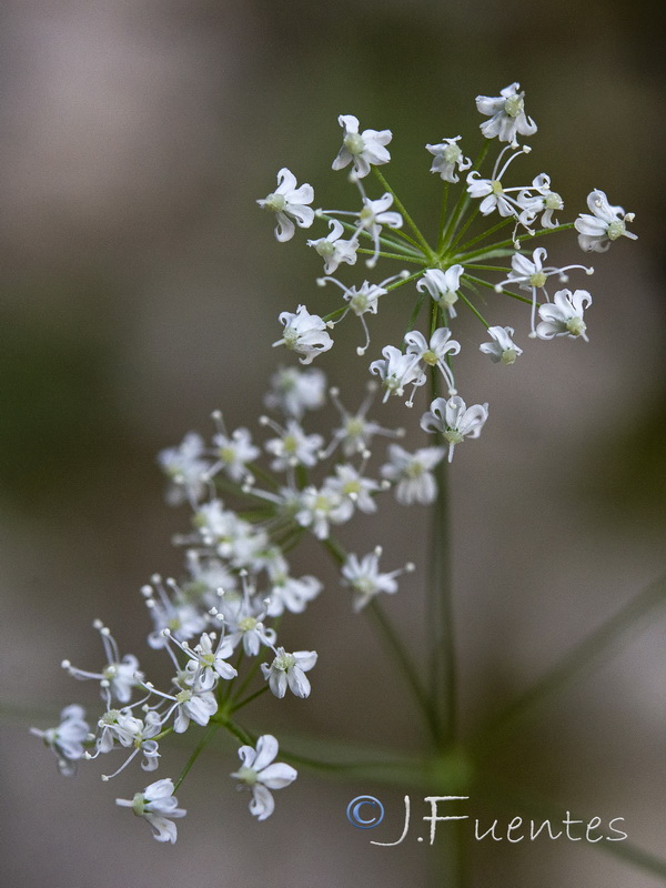 Conopodium thalictrifolium.04