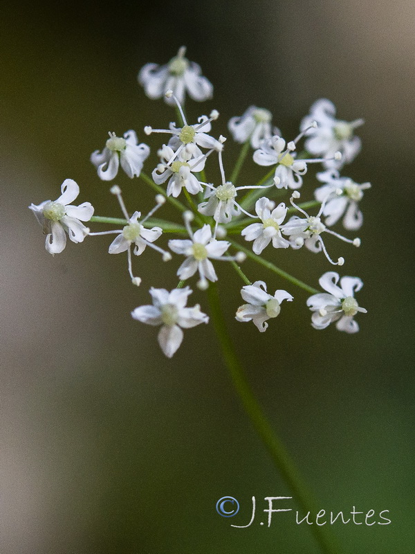Conopodium thalictrifolium.05