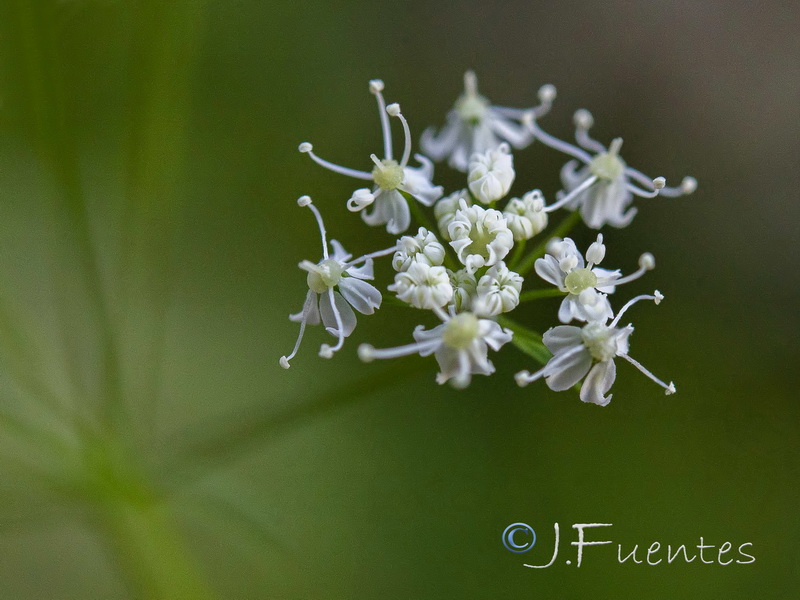Conopodium thalictrifolium.06