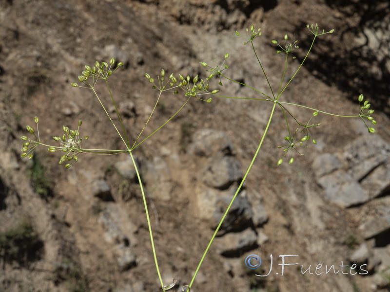 Conopodium thalictrifolium.07
