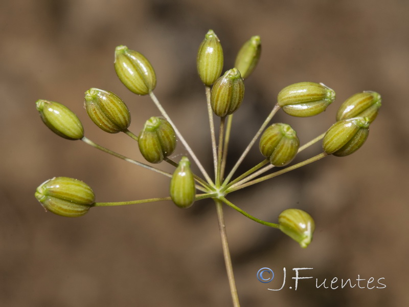 Conopodium thalictrifolium.09