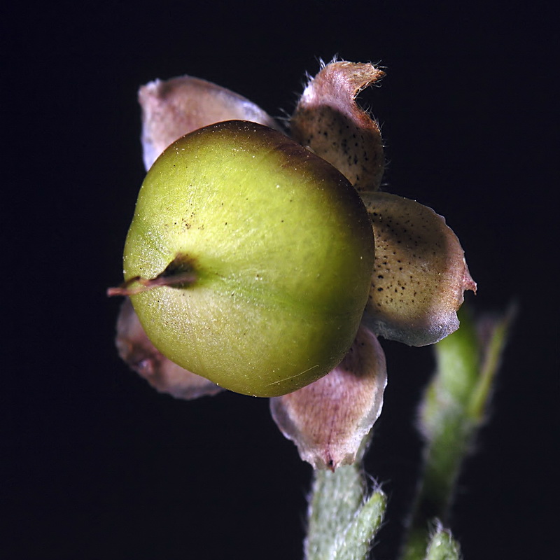 Convolvulus althaeoides.21