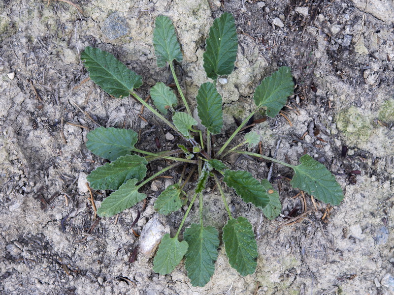 Convolvulus althaeoides.28