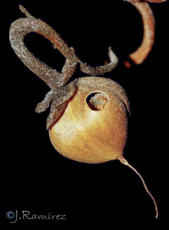 Convolvulus arvensis.18
