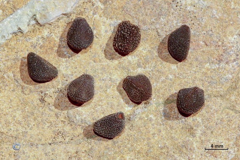 Convolvulus arvensis.20