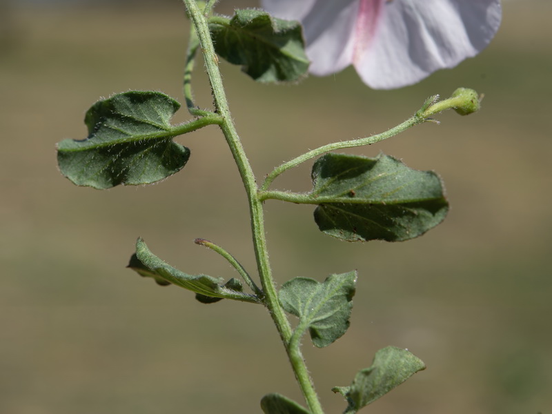 Convolvulus arvensis.21