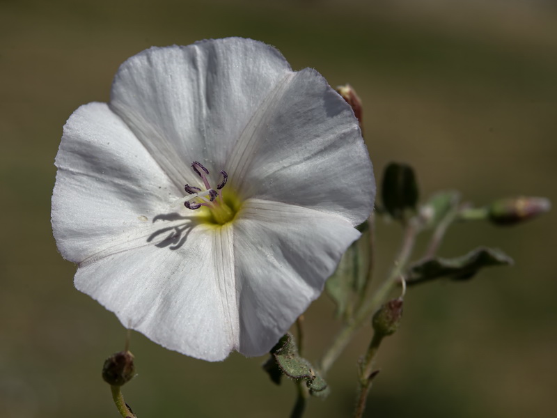 Convolvulus arvensis.24