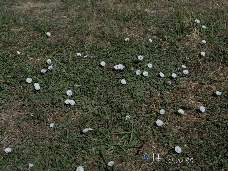 Convolvulus arvensis.26