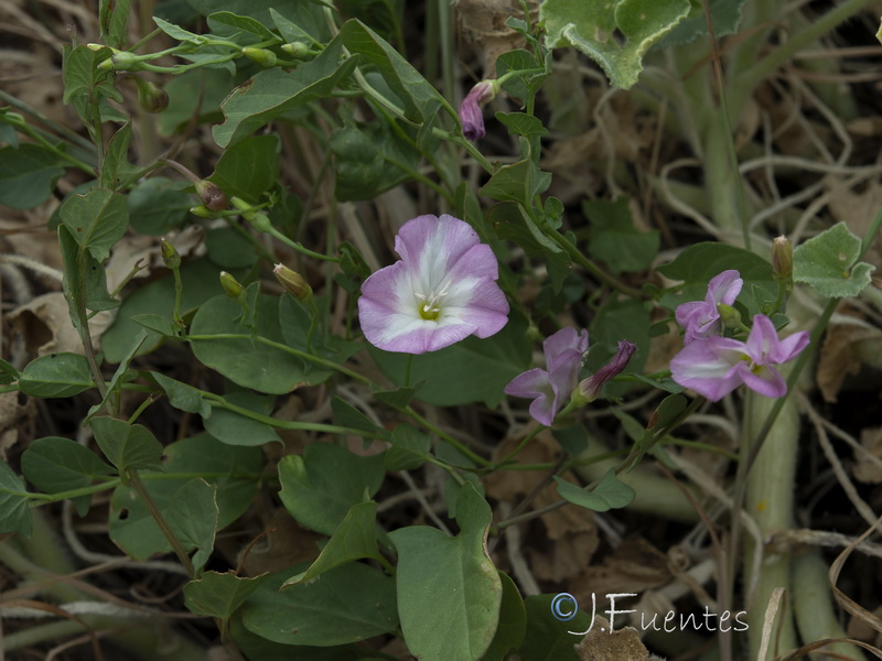 Convolvulus arvensis.29