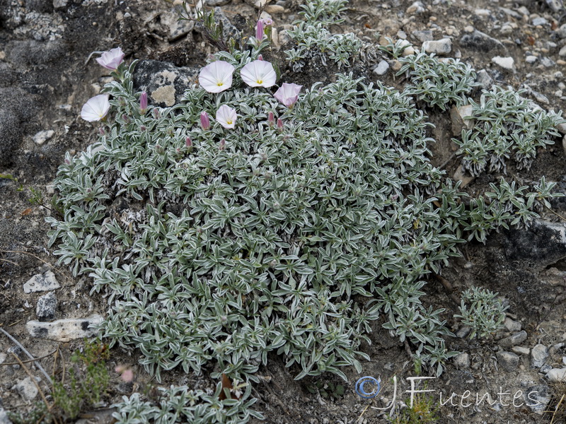 Convolvulus boissieri.26