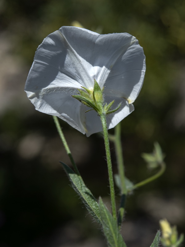Convolvulus cantabrica.16
