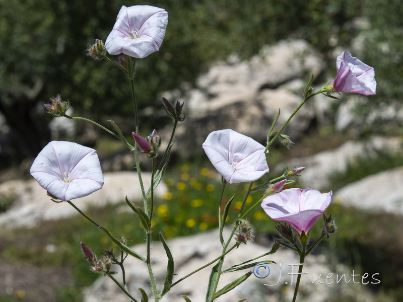Convolvulus cantabrica.22