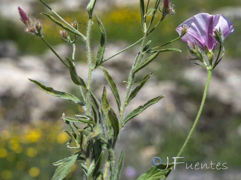 Convolvulus cantabrica.23