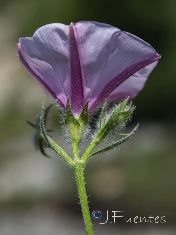 Convolvulus cantabrica.24