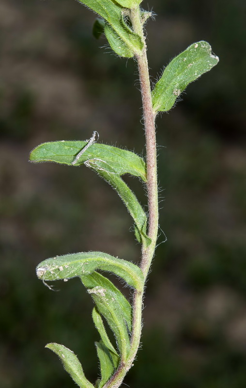 Convolvulus humilis.03