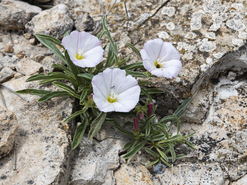 Convolvulus lineatus.22