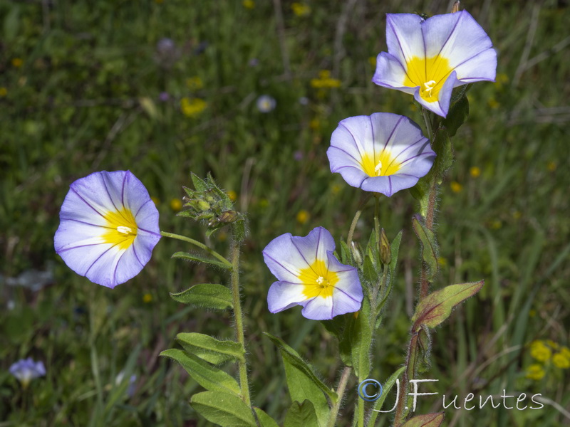 Convolvulus meonanthus.07