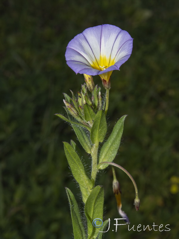 Convolvulus meonanthus.09