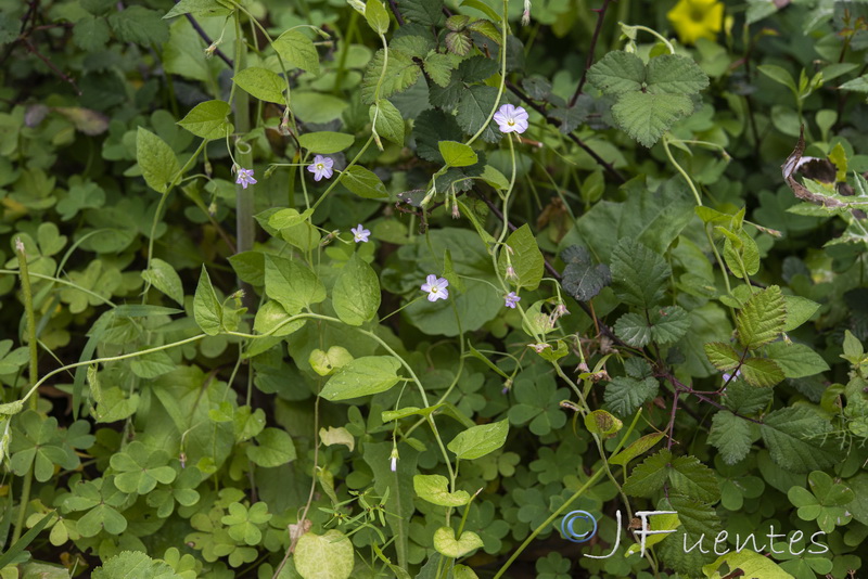 Convolvulus pseudosiculus.02