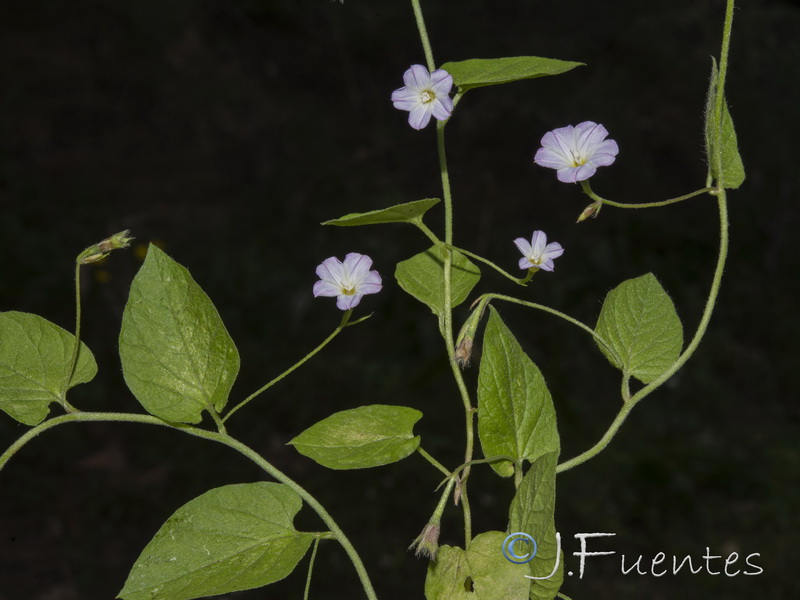 Convolvulus pseudosiculus.05