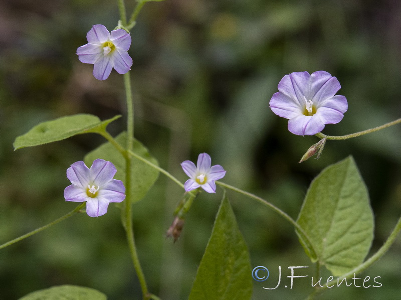 Convolvulus pseudosiculus.06