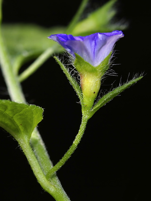 Convolvulus siculus siculus.14