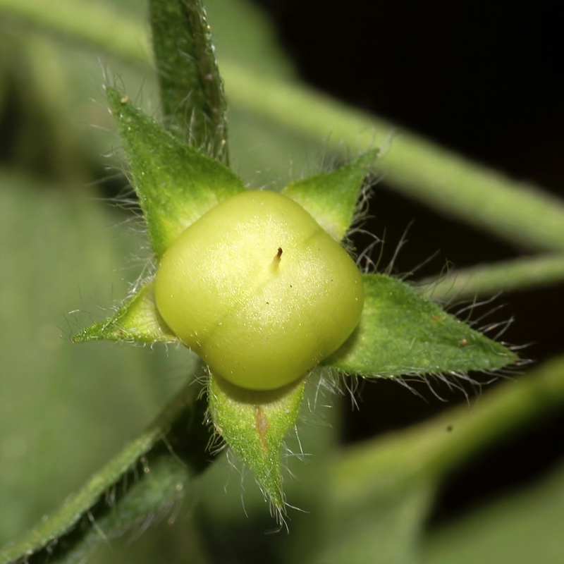 Convolvulus siculus siculus.18