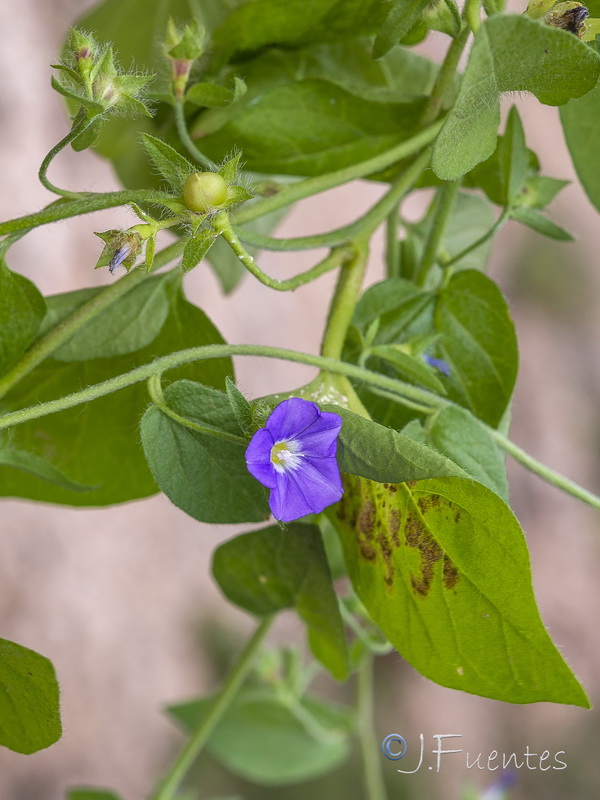 Convolvulus siculus siculus.21