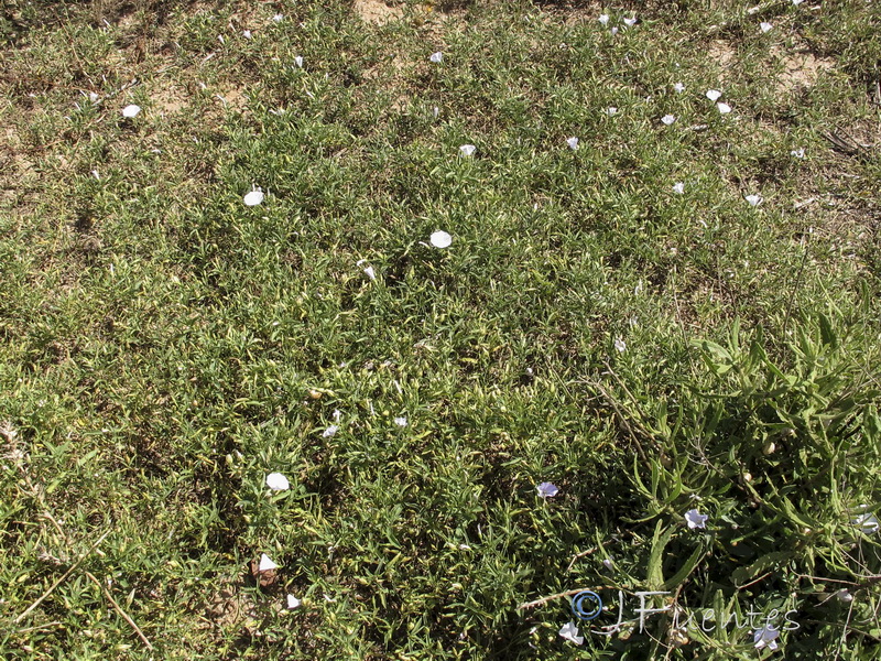 Convolvulus valentinus.01