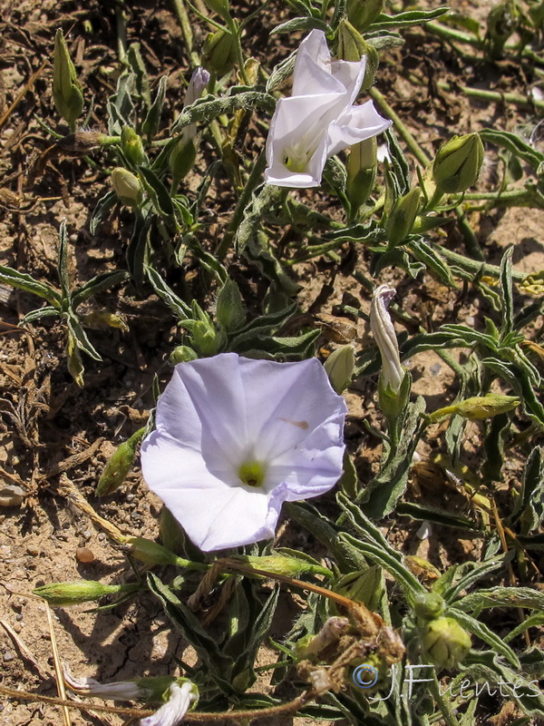 Convolvulus valentinus.03
