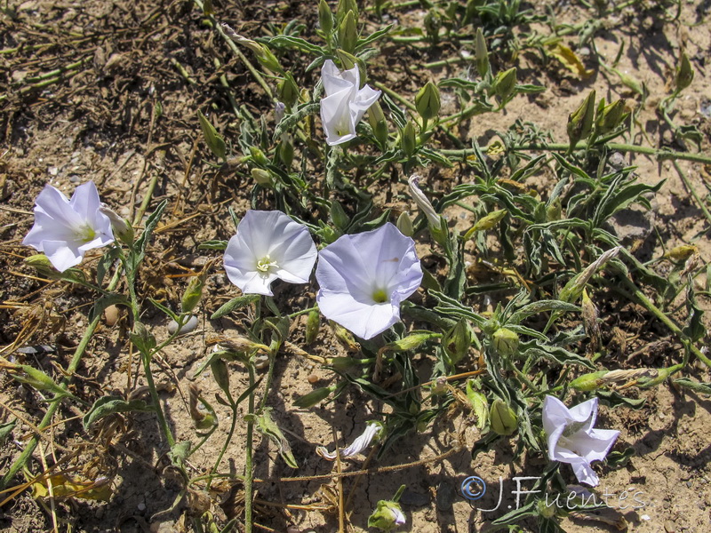 Convolvulus valentinus.04